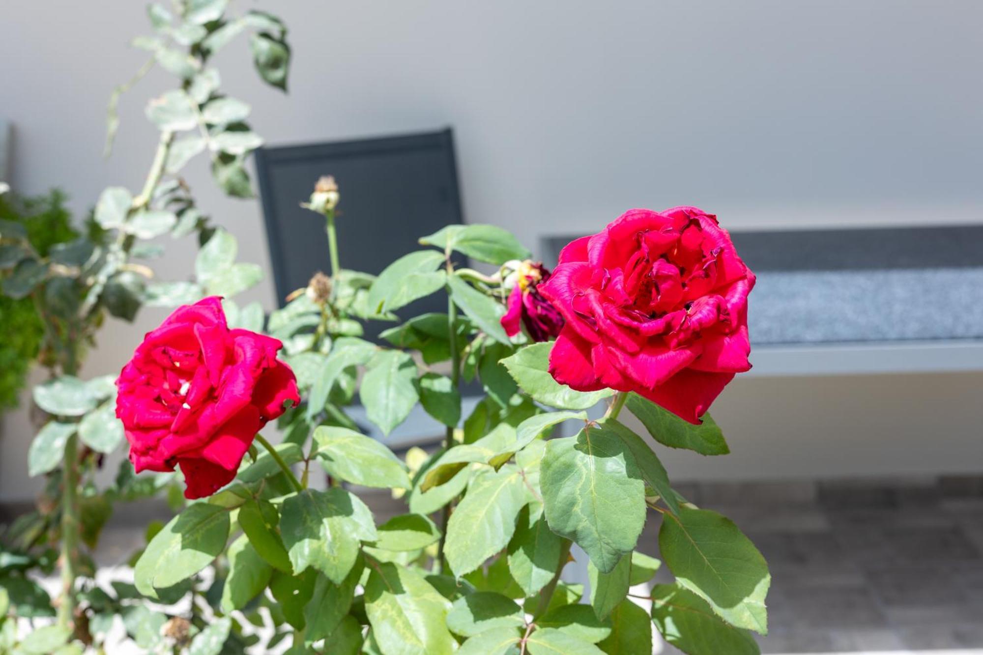 Agia Marina Adriana Apartment מראה חיצוני תמונה